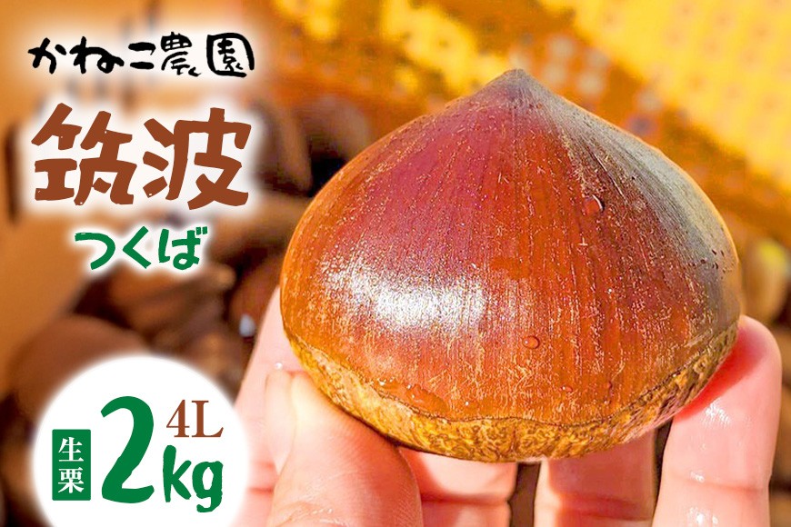 【2026年先行予約】 生栗 2kg 4Lサイズ 筑波 つくば 栗 くり クリ かねこ農園の生栗 国産 国産栗 和栗 ギフト プレゼント 特大 大きい 秋 旬 おやつ 笠間 かさま 茨城県 いばらき ＜9月下旬～1月に順次発送予定 10月1日まで受付＞