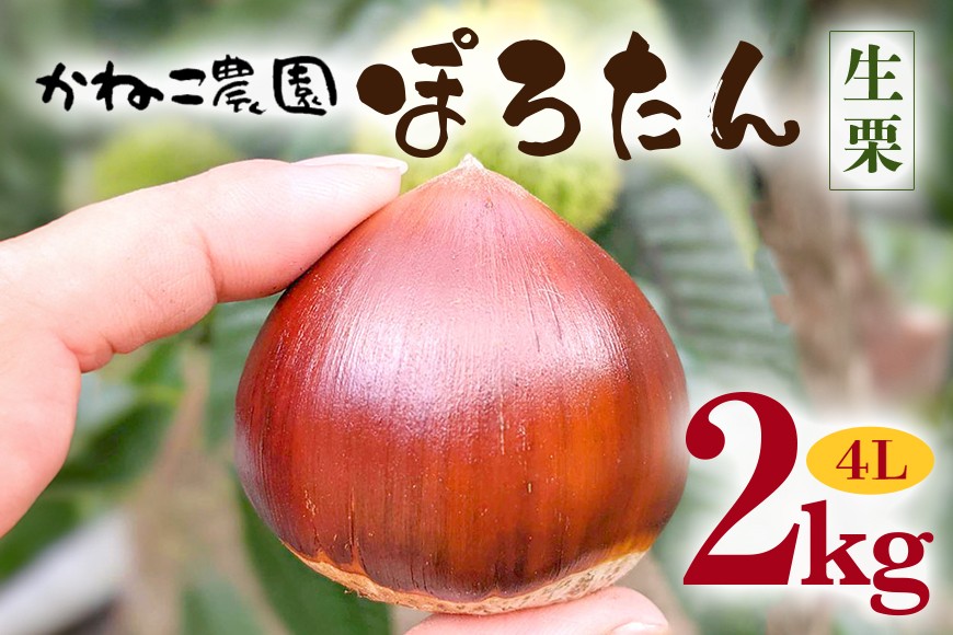 【2026年先行予約】 生栗 2kg 4Lサイズ ぽろたん 栗 くり クリ かねこ農園の生栗 国産 国産栗 和栗 ギフト プレゼント 特大 大きい 秋 旬 おやつ 笠間 かさま 茨城県 いばらき ＜9月中旬～1月に順次発送予定 12月31日まで受付＞