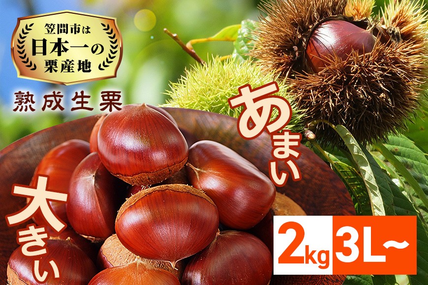 【2026年先行予約】 生栗 栗 2kg 3L 以上 特大 数量限定 国産 和栗 くり クリ スイーツ 果物 フルーツ 栗きんとん モンブラン 栗ご飯 栗ごはん 秋 旬 低温熟成 ギフト プレゼント 農産物直売所すわ 笠間市 栗生産量 日本一 茨城県 いばらき JV-005