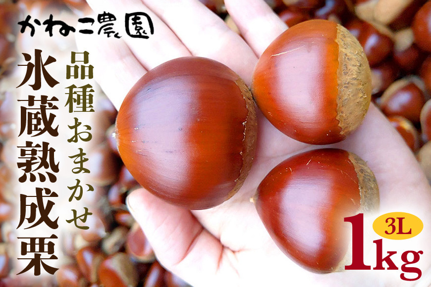【2026年先行予約】 笠間の栗・かねこ農園の氷蔵熟成栗 品種おまかせ1kg（3L） 栗 クリ くり 生栗 茨城県 笠間市 ＜11月上旬～1月に順次発送予定 11月16日まで受付＞