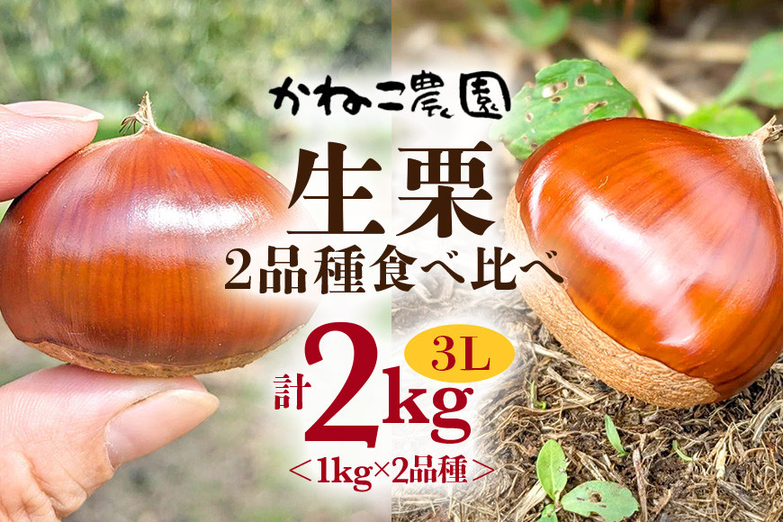 【2026年先行予約】 笠間の栗・かねこ農園の生栗 食べ比べ1kg×2品種（3L） 栗 クリ くり 生栗 茨城県 笠間市 ＜9月中旬～1月に順次発送予定 10月31日まで受付＞