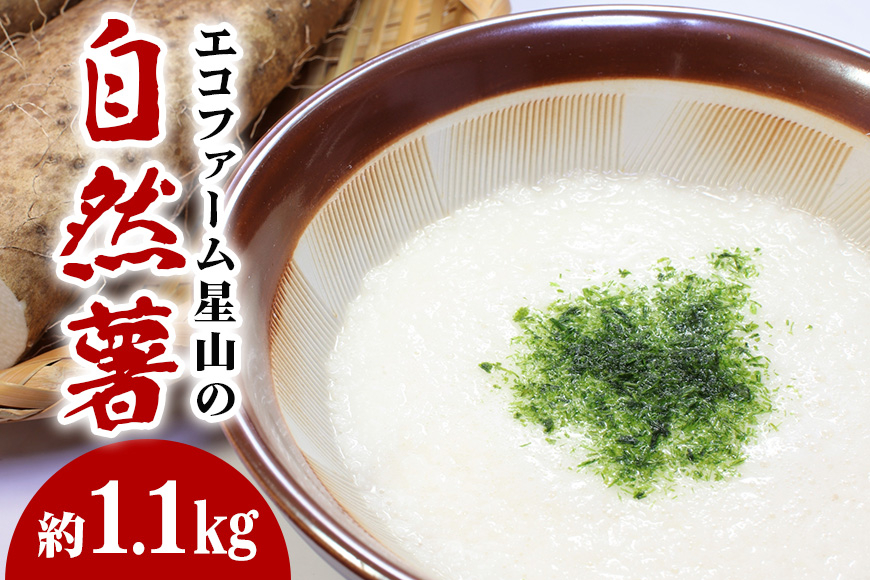 エコファーム星山の自然薯 1.1kg AH-002