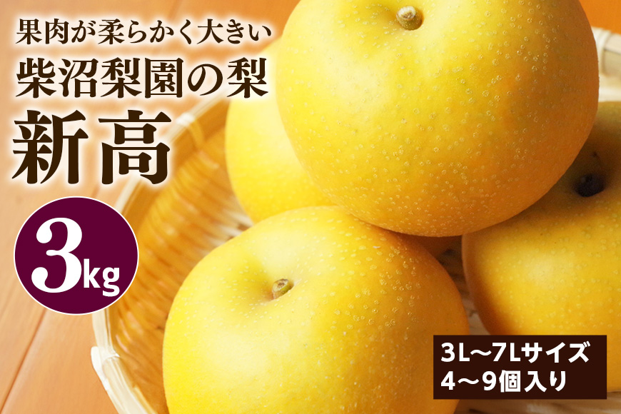柴沼梨園の梨（新高） 梨 3kg 大玉 4～9個入り ナシ なし 国産 茨城 新高梨 秋 旬 フルーツ 果物 先行予約【9月下旬～10月上旬発送】秋の味覚 旬の果物 くだもの 大きい サイズ 品種 新高 産地 茨城県産 家庭用 梨園直送 茨城県 笠間市