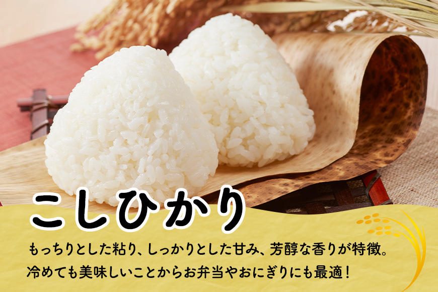 【6ヶ月定期便】令和7年度 殺虫剤・殺菌剤不使用｜こしひかり（5kg） 合計30kg 定期便 コシヒカリ 米 こしひかり 精米 ブランド米 お米 白米 5kg 国産 贈答 ギフト おにぎり 弁当 R7年産 ごはん おいしい 旨い ふっくら お米 茨城県 笠間市 いばらき