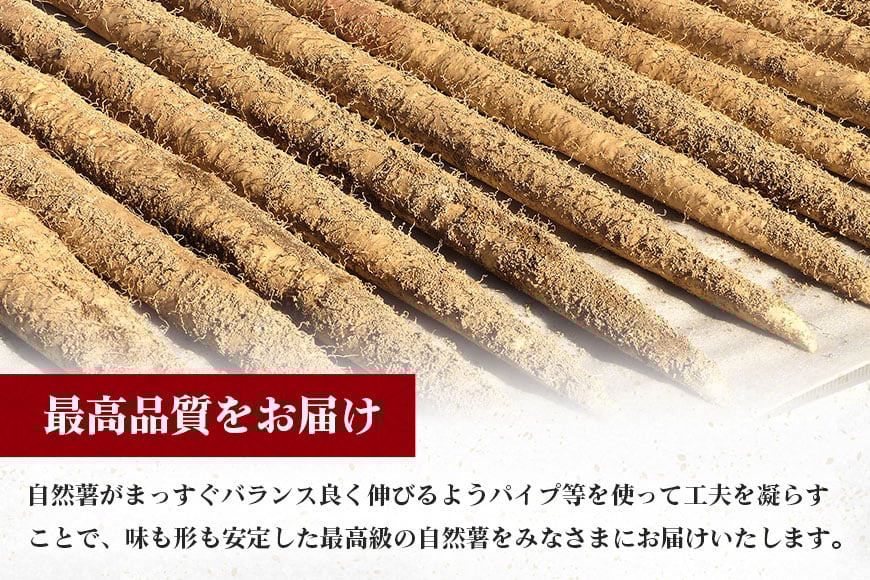 笠間自然薯研究会の自然薯カット ご家庭用 約800g 笠間自然薯研究会 自然薯 長芋 山芋 とろろ とろろご飯 野菜 ねばねば 健康食品 美容効果 笠間市産 茨城県産 栄養たっぷり ギフトに最適 新鮮 国内生産 高級根菜 美容 健康 美味しい 産地直送 滋養強壮 DG-004