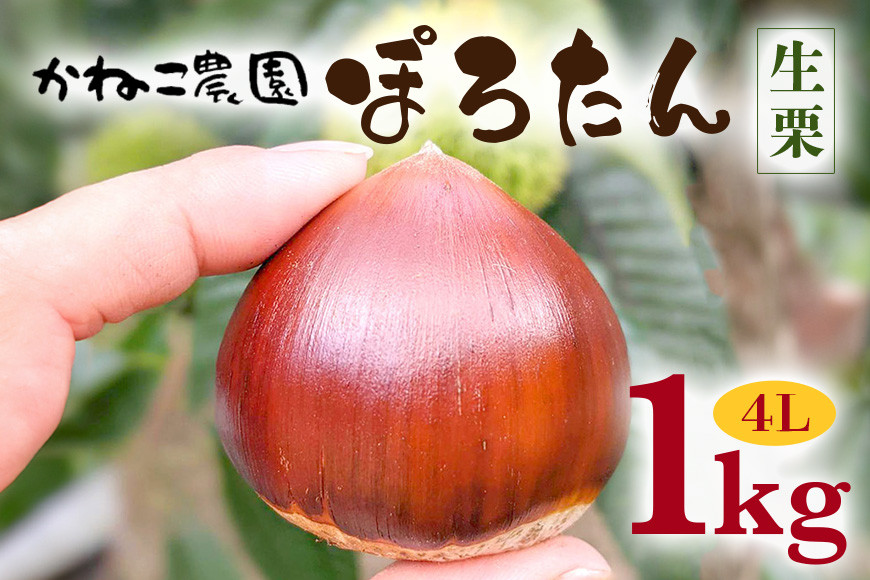 ã2026幎å
è¡äºçŽã çæ 1kg 4Lãµã€ãº ç¹å€§ æ ãã ã¯ãª ãœããã ããã蟲åã®çæ åœç£ åœç£æ åæ ã®ãã ãã¬ãŒã³ã ç¹å€§ 倧ãã ç§ æ¬ ããã€ ç¬ é ãã㟠èšåç ãã°ãã ïŒ9æäžæ¬ïœ1æã«é 次çºéäºå® 9æ14æ¥ãŸã§åä»ïŒ
