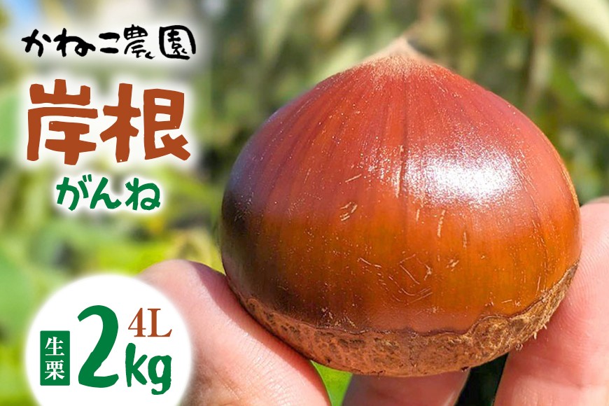 【2026年先行予約】 生栗 2kg 4Lサイズ 岸根 がんね 栗 くり クリ かねこ農園の生栗 国産 国産栗 和栗 ギフト プレゼント 特大 大きい 秋 旬 おやつ 笠間 かさま 茨城県 いばらき ＜10月中旬～1月に順次発送予定 10月30日まで受付＞