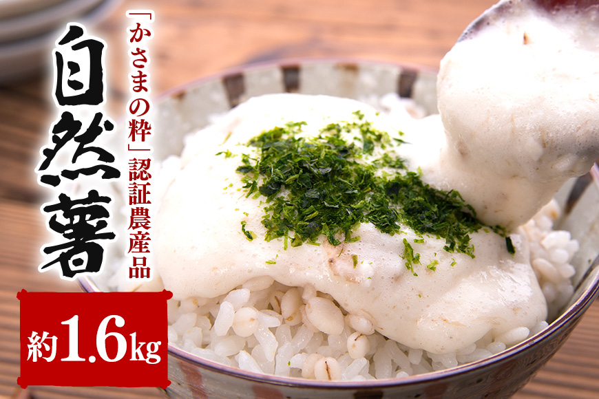 伊藤農園の自然薯 約1.6kg AI-002