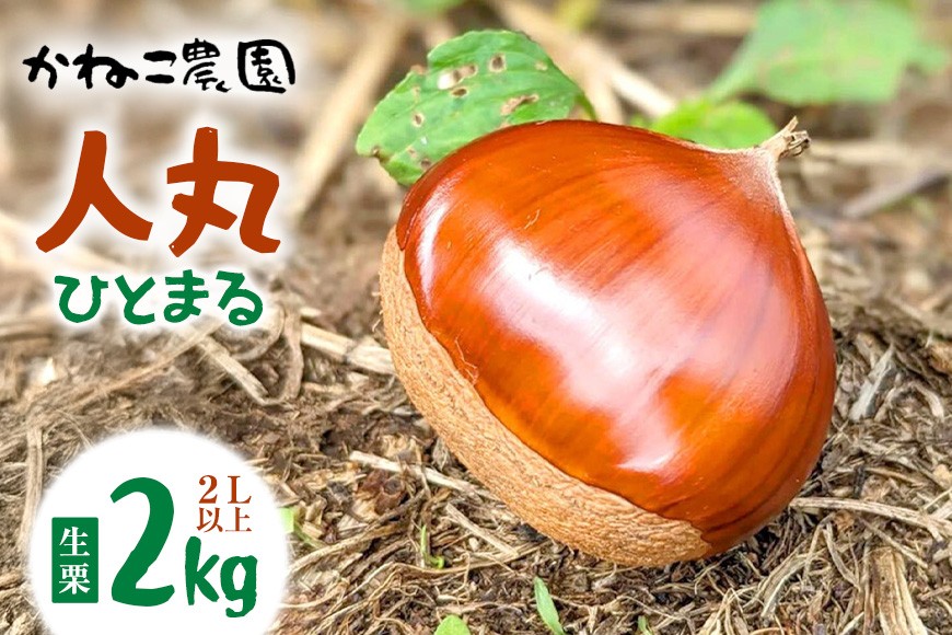 【2026年先行予約】 生栗 2kg 2Lサイズ以上 人丸 ひとまる 栗 くり クリ かねこ農園の生栗 国産 国産栗 和栗 ギフト プレゼント 小粒 幻の栗 秋 旬 おやつ 笠間 かさま 茨城県 いばらき ＜9月中旬～1月に順次発送予定 9月14日まで受付＞