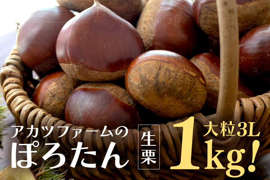 生栗 1kg 特大 3Lサイズ以上 栗 くり ぽろたん 国産 国産栗 和栗 ギフト プレゼント 特大 大きい 大粒 秋 旬 おやつ スイーツ 果物 フルーツ 焼き栗 栗ご飯 栗きんとん 栗おこわ アカツファーム 笠間 栗生産量 日本一 いばらき GA-013