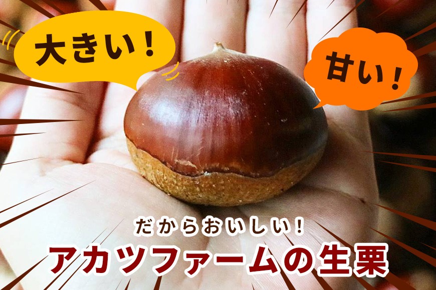 生栗 2kg 超特大 4Lサイズ 栗 くり 国産 国産栗 和栗 ギフト プレゼント 大きい 大粒 秋 旬 おやつ スイーツ 果物 フルーツ 焼き栗 栗ご飯 栗きんとん 栗おこわ アカツファーム マロン 笠間 栗生産量 日本一 いばらき GA-005