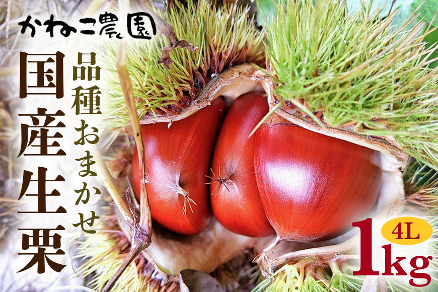 【2026年先行予約】 笠間の栗・かねこ農園の生栗 品種おまかせ1kg（4L） 栗 クリ くり 生栗 茨城県 笠間市 ＜9月中旬～1月に順次発送予定 10月31日まで受付＞