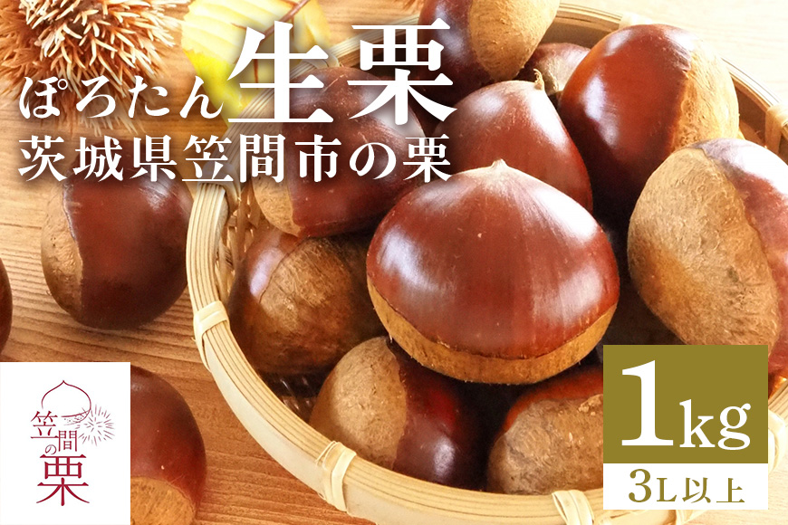 【2026年 秋 先行予約】 笠間の栗・箱田農園の生栗「ぽろたん」1kg（3L以上） 栗 クリ くり 生栗 期間限定 数量限定 茨城県 笠間市 JN-004