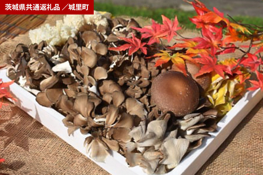 きのこの詰め合わせ Mサイズ(茨城県共通返礼品・城里町産) HE-002