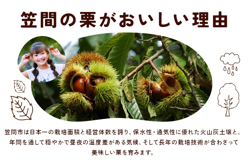 【2026年 秋 出荷】生栗 1kg×2袋 2kg 特大 サイズ 3L 以上 大粒 大きい 数量限定 くり クリ 笠間の栗 栗ごはん カサマロン 国産 先行予約 モンブラン 栗きんとん 冷蔵 笠間市 KA-001