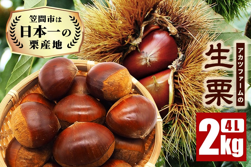 生栗 2kg 超特大 4Lサイズ 栗 くり 国産 国産栗 和栗 ギフト プレゼント 大きい 大粒 秋 旬 おやつ スイーツ 果物 フルーツ 焼き栗 栗ご飯 栗きんとん 栗おこわ アカツファーム マロン 笠間 栗生産量 日本一 いばらき GA-005