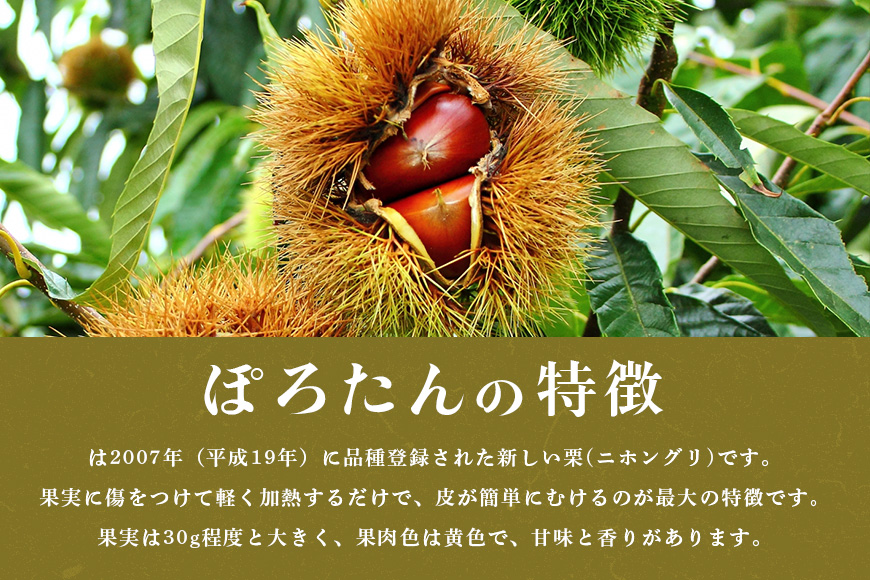 【2026年 秋 先行予約】 笠間の栗・箱田農園の生栗「ぽろたん」1kg（3L以上） 栗 クリ くり 生栗 期間限定 数量限定 茨城県 笠間市 JN-004