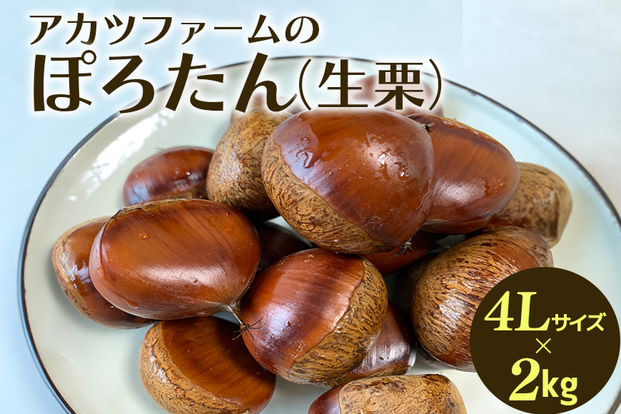 アカツファーム の ぽろたん( 生栗 ) 超特大 4Lサイズ 2kg 栗 笠間 くり クリ 特大 大きい 大粒 国産 国産栗 和栗 甘栗 栗ご飯 栗きんとん 栗おこわ 甘露煮 マロン 秋 旬 おやつ スイーツ きんとん 保存料不使用 無添加 ギフト 茨城県 笠間市 GA-017