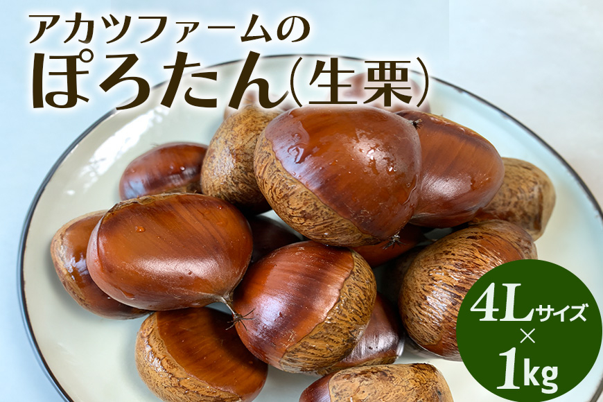 アカツファーム の ぽろたん( 生栗 ) 超特大 4Lサイズ 1kg 栗 笠間 くり クリ 特大 大きい 大粒 国産 国産栗 和栗 甘栗 栗ご飯 栗きんとん 栗おこわ 甘露煮 マロン 秋 旬 おやつ スイーツ きんとん 保存料不使用 無添加 ギフト 茨城県 笠間市 GA-016
