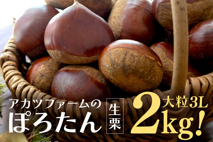 アカツファーム の ぽろたん( 生栗 ) 特大 3Lサイズ 2kg 栗 笠間 くり クリ 大きい 大粒 茨城 国産 国産栗 和栗 甘栗 栗ご飯 栗きんとん 栗おこわ 甘露煮 マロン 秋 旬 おやつ スイーツ きんとん 冷蔵 保存料不使用 無添加 ギフト 茨城県 笠間市 GA-014