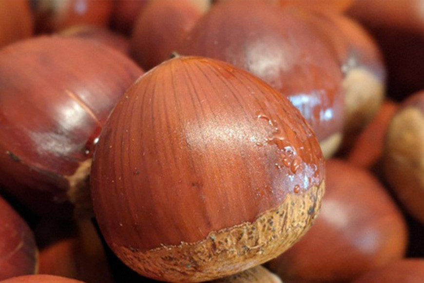 ã2026幎å
è¡äºçŽã çæ 1kg 4Lãµã€ãº ç¹å€§ æ ãã ã¯ãª ãœããã ããã蟲åã®çæ åœç£ åœç£æ åæ ã®ãã ãã¬ãŒã³ã ç¹å€§ 倧ãã ç§ æ¬ ããã€ ç¬ é ãã㟠èšåç ãã°ãã ïŒ9æäžæ¬ïœ1æã«é 次çºéäºå® 9æ14æ¥ãŸã§åä»ïŒ