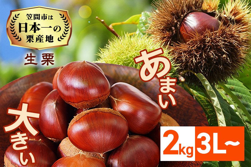 【2026年先行予約】 生栗 栗 2kg 3L 以上 特大 数量限定 国産 和栗 くり クリ スイーツ 果物 フルーツ 栗きんとん モンブラン 栗ご飯 栗ごはん 秋 旬 ギフト プレゼント 農産物直売所すわ 笠間市 栗生産量 日本一 茨城県 いばらき