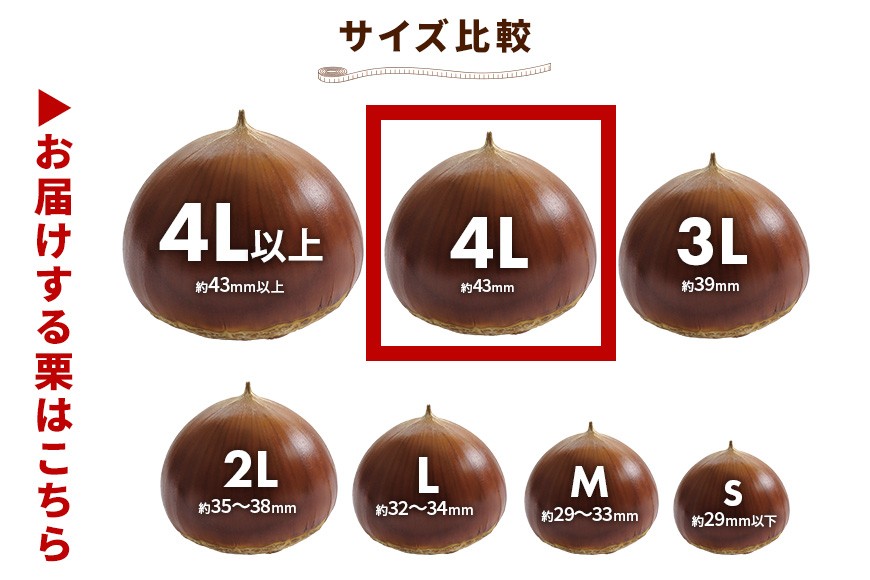 生栗 2kg 超特大 4Lサイズ 栗 くり 国産 国産栗 和栗 ギフト プレゼント 大きい 大粒 秋 旬 おやつ スイーツ 果物 フルーツ 焼き栗 栗ご飯 栗きんとん 栗おこわ アカツファーム マロン 笠間 栗生産量 日本一 いばらき GA-005