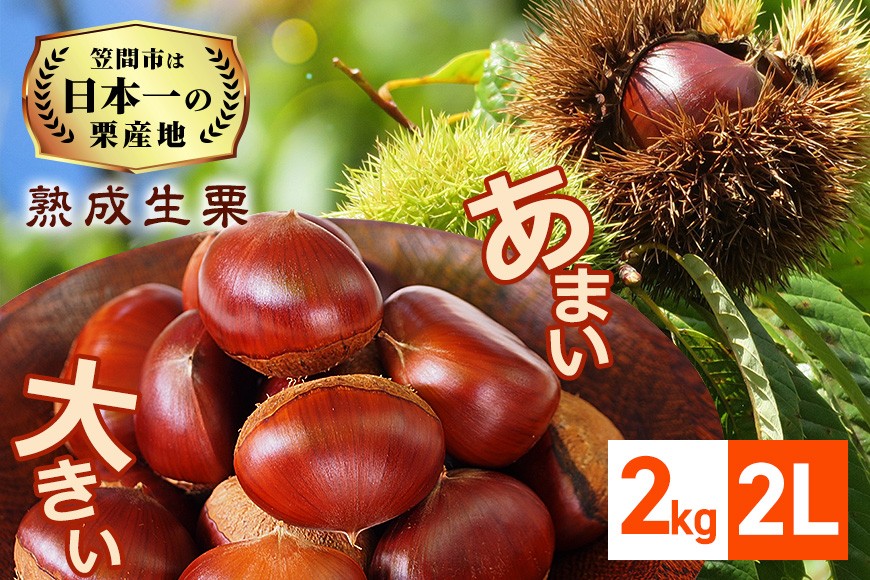 【2026年先行予約】 生栗 栗 2kg 2L 数量限定 国産 和栗 くり クリ スイーツ 果物 フルーツ 栗きんとん モンブラン 栗ご飯 栗ごはん 秋 旬 低温熟成 ギフト プレゼント 農産物直売所すわ 笠間市 栗生産量 日本一 茨城県 いばらき JV-004
