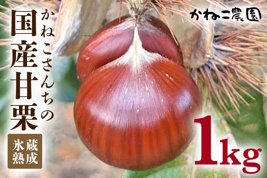 【2026年先行予約】 国産甘栗 1kg かねこ農園・氷蔵熟成「かねこさんちの国産甘栗」 栗 クリ くり 国産 甘栗 氷蔵熟成 和栗 小粒 希少品種 甘味 茹で栗 ホクホク おいしい 茨城県 笠間市 ＜9月上旬～1月に順次発送予定 12月31日まで受付＞