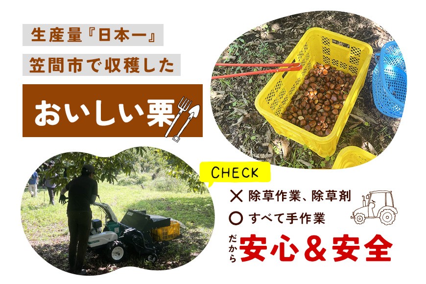 ã2026幎 ç§ åºè·ãçæ 1kgÃ1è¢ 1kg ç¹å€§ ãµã€ãº 3L ä»¥äž å€§ç² å€§ãã æ°ééå® ãã ã¯ãª ç¬ éã®æ æ ãã¯ã ã«ãµããã³ åœç£ å
è¡äºçŽ ã¢ã³ãã©ã³ æ ãããšã å·èµ ç¬ éåž KA-002