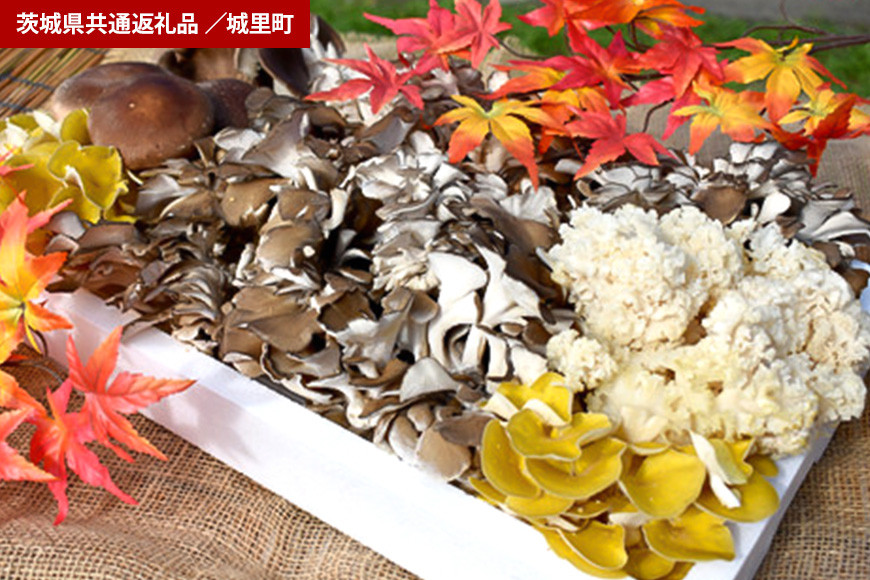 きのこの詰め合わせ Lサイズ(茨城県共通返礼品・城里町産) HE-003