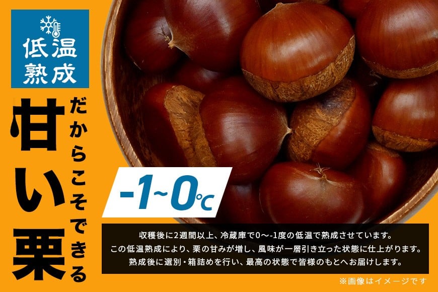 【2026年先行予約】 生栗 栗 2kg 3L 以上 特大 数量限定 国産 和栗 くり クリ スイーツ 果物 フルーツ 栗きんとん モンブラン 栗ご飯 栗ごはん 秋 旬 低温熟成 ギフト プレゼント 農産物直売所すわ 笠間市 栗生産量 日本一 茨城県 いばらき JV-005