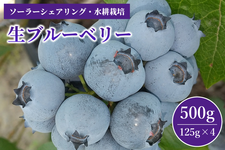 (生)ブルーベリー 500g 冷蔵 茨城県産 水耕栽培（AW001）