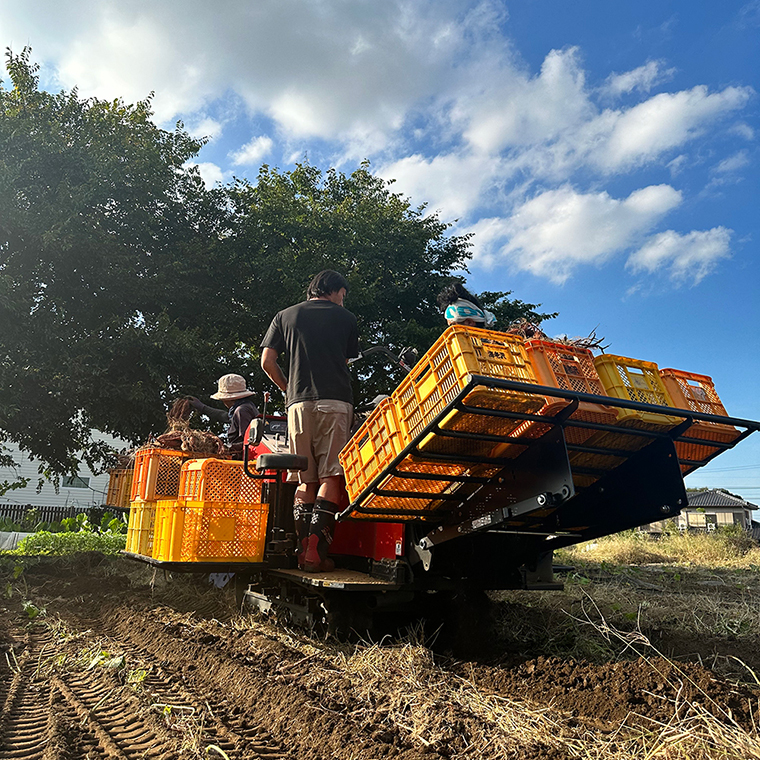 【期間限定】訳アリ 5kg 茨城県産 紅はるか　芋　イモ　サツマイモ　さつまいも　訳あり（AS003）