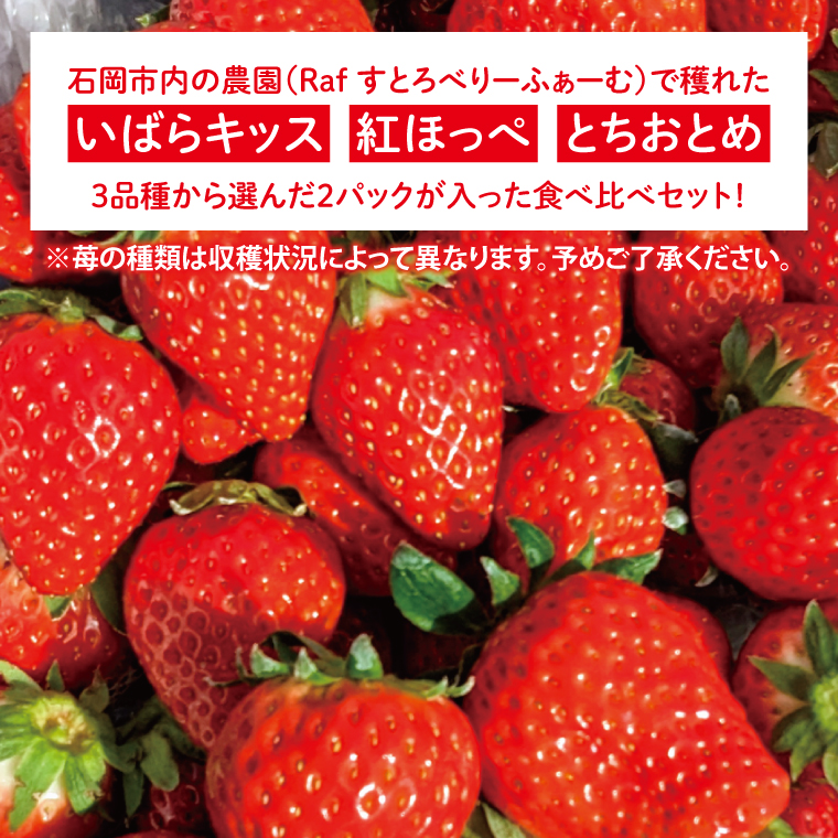 【先行予約】特選大つぶ苺 食べ比べセット 2パック【茨城県共通返礼品：石岡市】│ 特選 完熟 いちご イチゴ いばらキッス 紅ほっぺ すず とちおとめ（BH003）