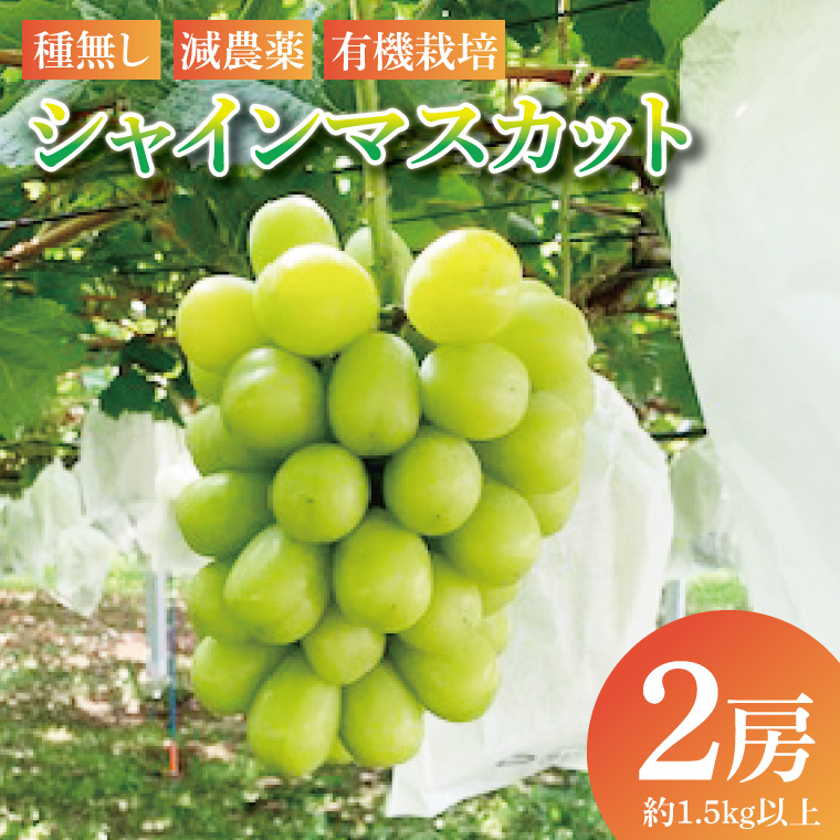 【先行予約】シャインマスカット2房（約1.5kg以上）│ フルーツ 果物 ぶどう 種なし 大粒 数量限定 茨城県（BJ001）