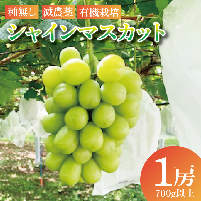 【先行予約】シャインマスカット1房（700g以上）│ フルーツ 果物 ぶどう 種なし 大粒 数量限定 茨城県（BJ002）