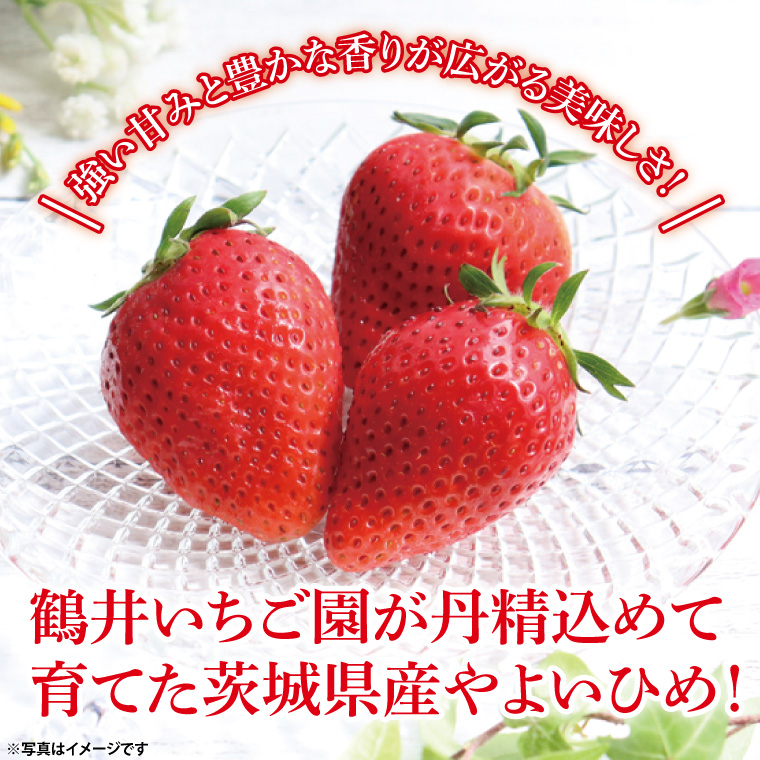 【先行予約】【2026年2月より順次発送】いちご やよいひめ特選2パック【茨城県共通返礼品／石岡市】│ フルーツ 果物 数量限定 茨城県（BK001）