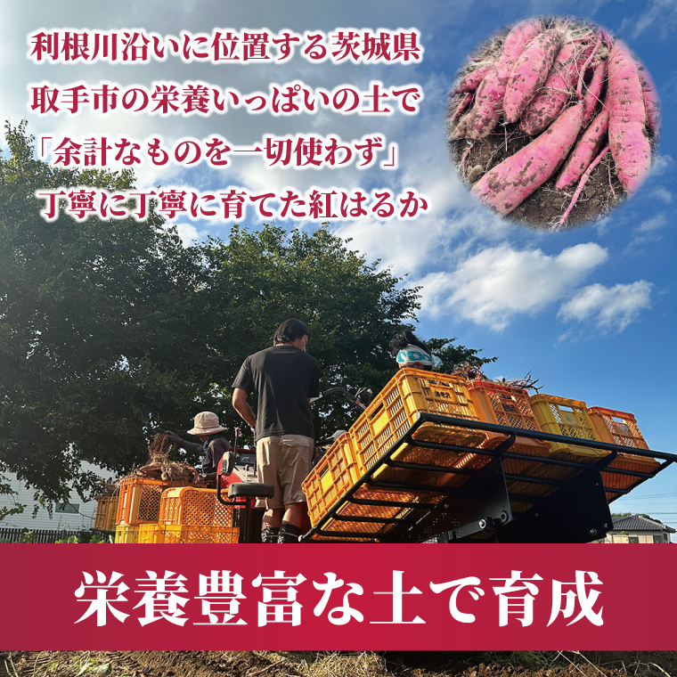 【2026年2月より順次発送】冷凍焼き芋 約500g（紅はるか）｜焼き芋 やきいも 焼きいも さつまいも 紅はるか サツマイモ 先行予約 予約 茨城県 取手市（AS007）