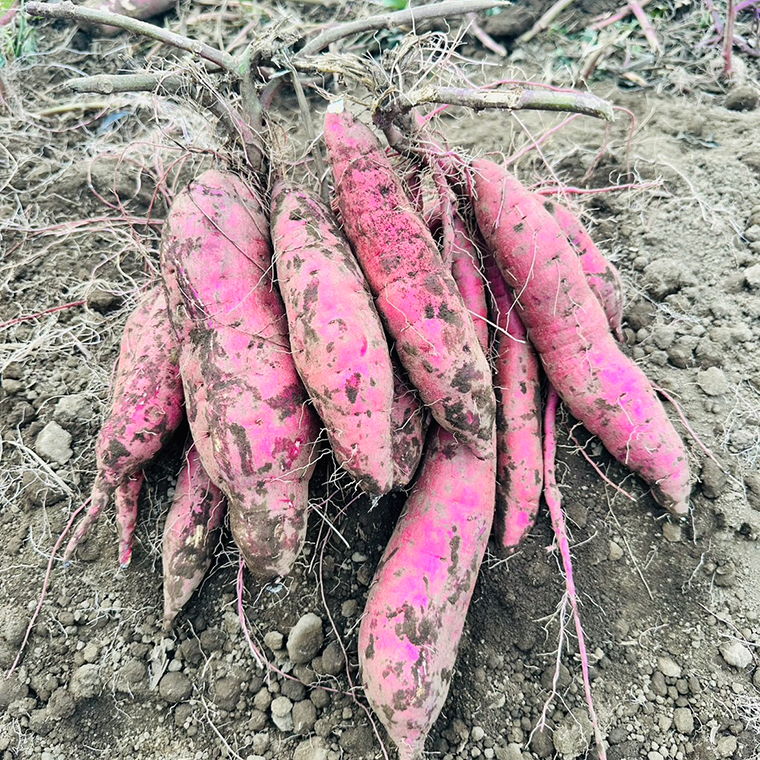 【数量限定】訳アリ 茨城県産紅はるか 約5kg｜さつまいも 芋 サツマイモ 紅はるか 訳あり わけあり 茨城県 取手市（AS003-1）