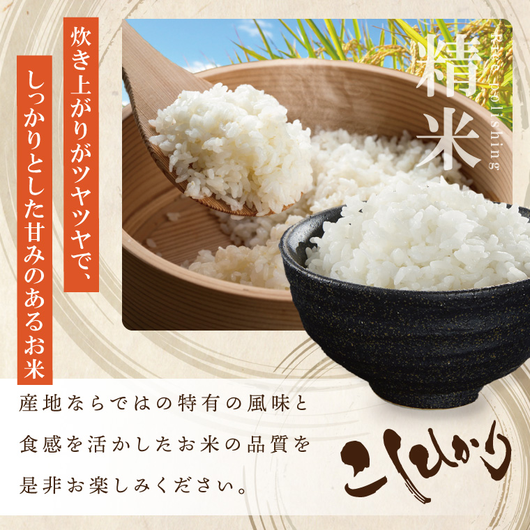 【数量限定】R7年産 コシヒカリ 白米10kg|お米 米 こしひかり コシヒカリ 白米 茨城県 取手市（BQ001）