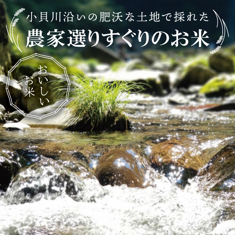 【数量限定】R7年産取手市産コシヒカリ 玄米5kg|お米 米 こしひかり コシヒカリ 玄米 茨城県 取手市（BS003）