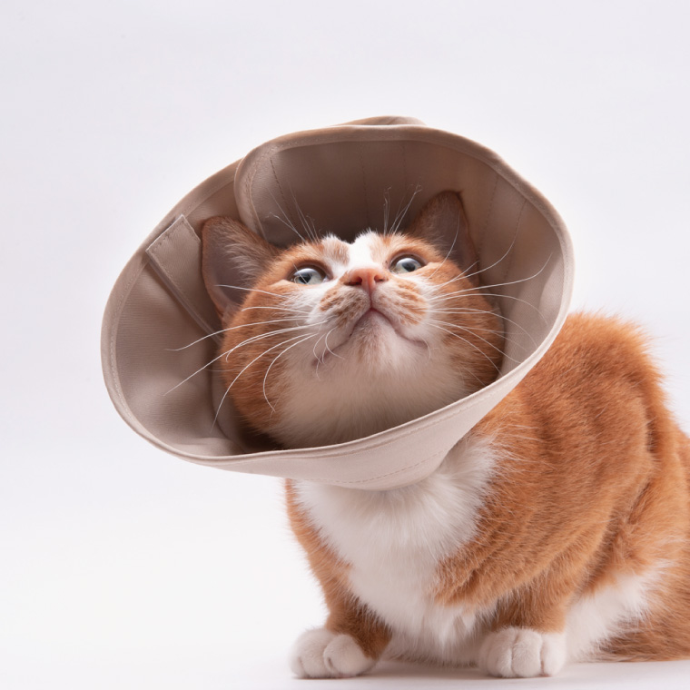 ぽぽねこ 軽くて柔らかい猫用エリザベスカラー 傷口が見えにくい・ソフト・軽量タイプ(BP013)