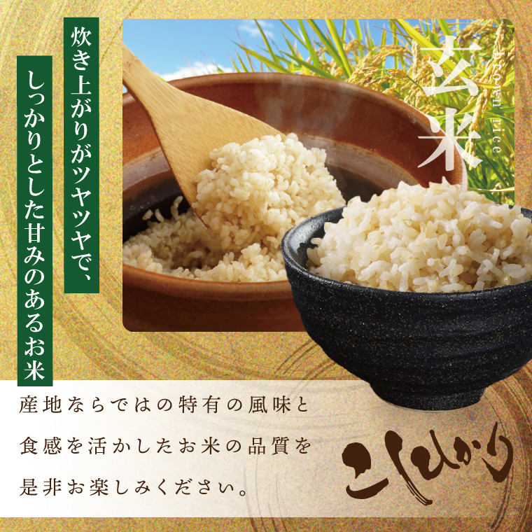 【数量限定】R7年産 コシヒカリ 玄米30kg|お米 米 こしひかり コシヒカリ 玄米 茨城県 取手市（BQ002）