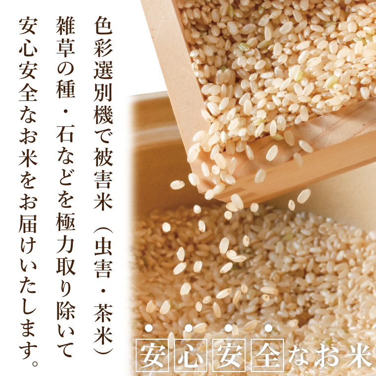 【数量限定】R7年産取手市産コシヒカリ 玄米20kg（5kg×4袋）|お米 米 こしひかり コシヒカリ 新米 玄米 茨城県 取手市（BS015）