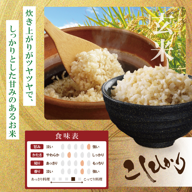 【数量限定】R7年産取手市産コシヒカリ 玄米20kg（5kg×4袋）|お米 米 こしひかり コシヒカリ 新米 玄米 茨城県 取手市（BS015）