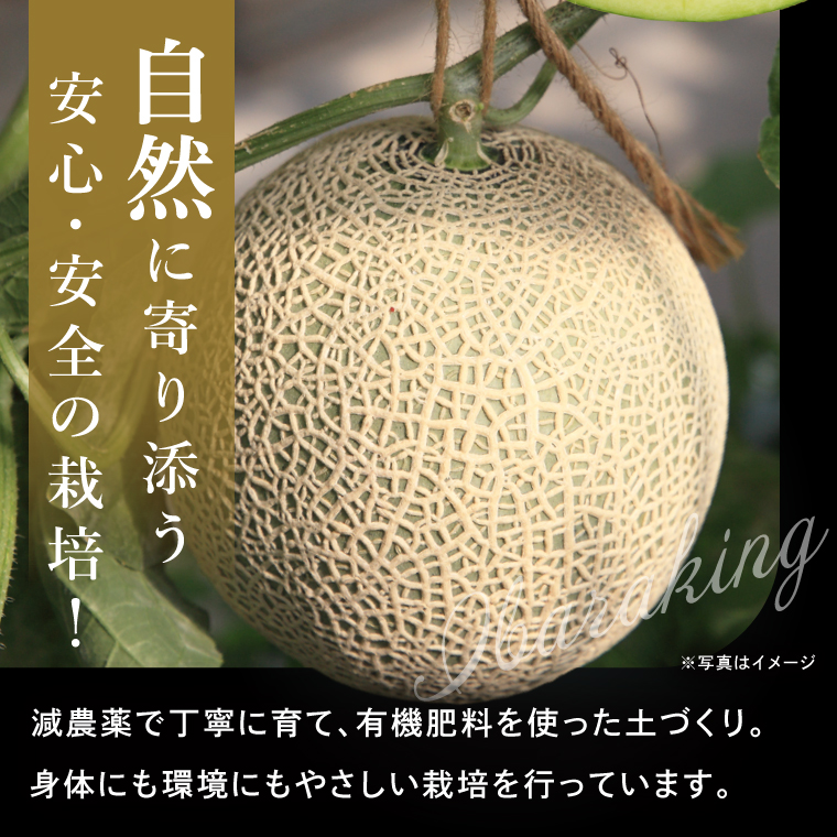 完熟 メロン イバラキング 1玉 │ 1.5kg フルーツ 産地直送 高級 贈答用 （CK001）