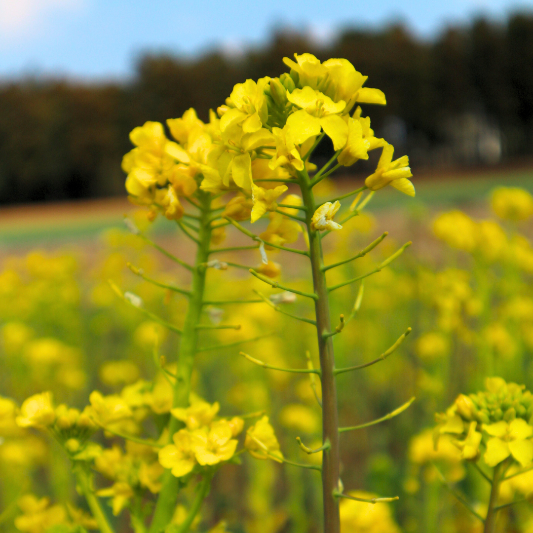 牛久市産 菜の花 油 『 オーリオ 』 6種 セット 詰合せ ふるさと納税限定 食用油 オリーブオイル 調味料 料理 パスタ バケット ロッソ ニンニク にんにく ハーブ バジル 辣油 葱油 常温