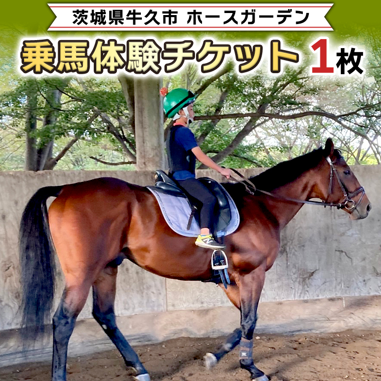 乗馬体験１回コース 乗馬 レッスン 見学 初心者 日帰り 体験 馬 チケット