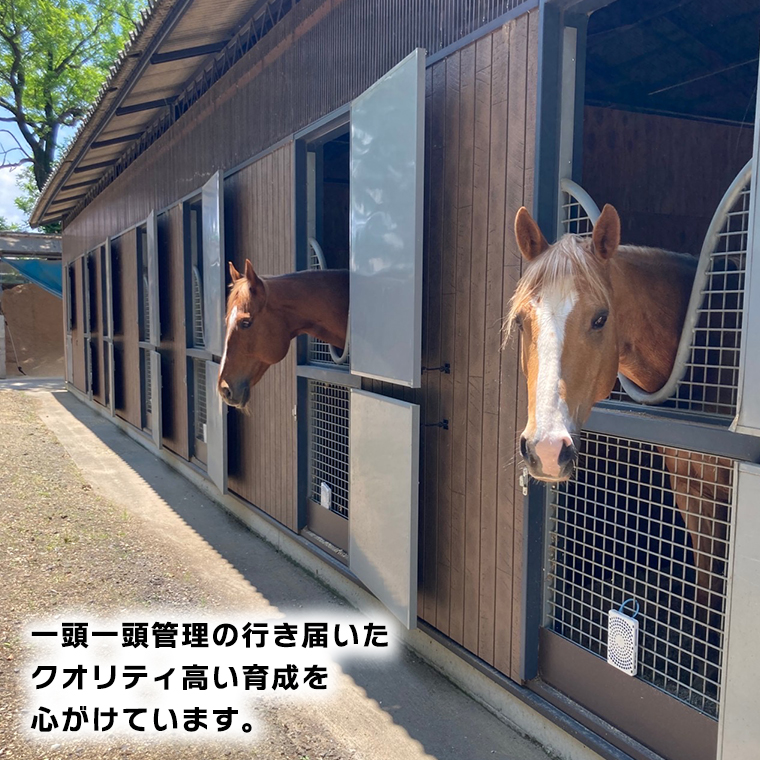 乗馬体験１回コース 乗馬 レッスン 見学 初心者 日帰り 体験 馬 チケット